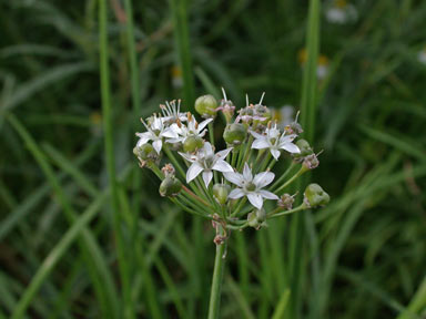 APII jpeg image of Allium tuberosum  © contact APII