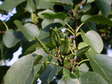 APII jpeg image of Alnus cordata  © contact APII