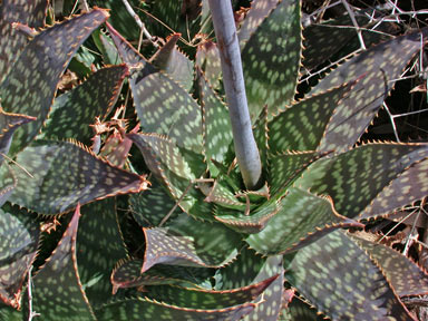 APII jpeg image of Aloe maculata  © contact APII