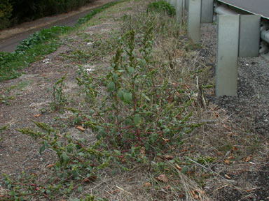 APII jpeg image of Amaranthus powellii  © contact APII