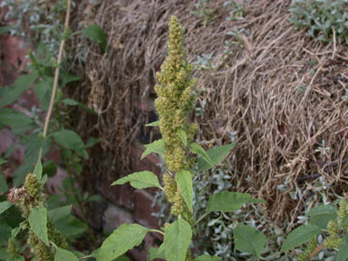 APII jpeg image of Amaranthus retroflexus  © contact APII