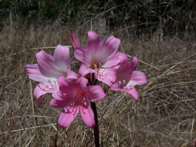 APII jpeg image of Amaryllis belladonna  © contact APII