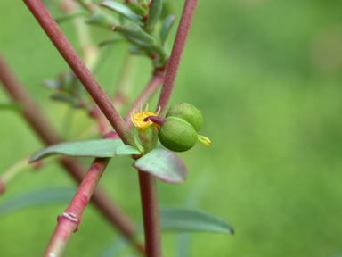 APII jpeg image of Euphorbia terracina  © contact APII