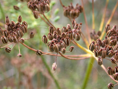 APII jpeg image of Foeniculum vulgare  © contact APII