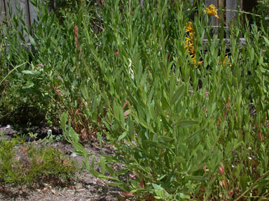 APII jpeg image of Oenothera lindheimeri  © contact APII