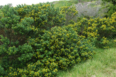 APII jpeg image of Genista linifolia  © contact APII