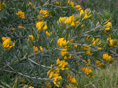 APII jpeg image of Genista linifolia  © contact APII
