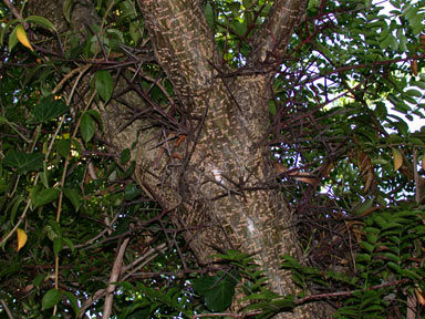 APII jpeg image of Gleditsia triacanthos  © contact APII