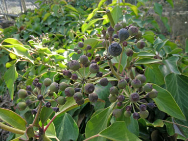 APII jpeg image of Hedera helix  © contact APII