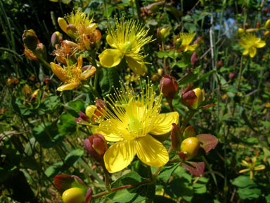 APII jpeg image of Hypericum androsaemum  © contact APII