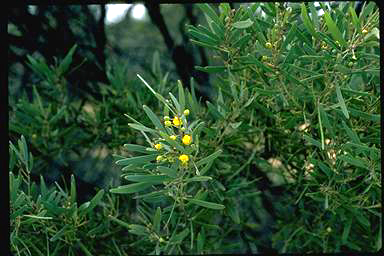 APII jpeg image of Acacia duriuscula  © contact APII