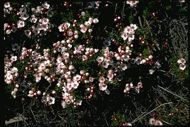 APII jpeg image of Baeckea grandiflora  © contact APII