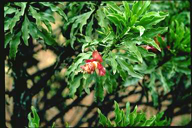 APII jpeg image of Eremophila galeata  © contact APII