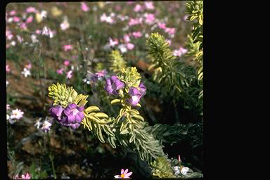 APII jpeg image of Eremophila mackinlayi subsp. spathulata  © contact APII