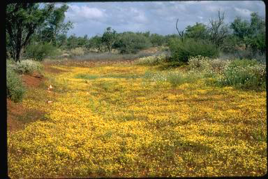 APII jpeg image of Goodenia corynocarpa  © contact APII