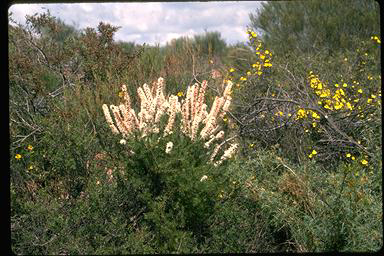 APII jpeg image of Hakea costata  © contact APII