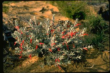 APII jpeg image of Hemigenia macrantha  © contact APII