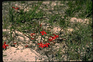 APII jpeg image of Lechenaultia hirsuta  © contact APII