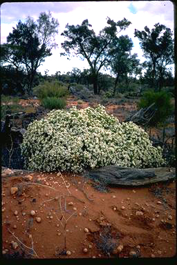 APII jpeg image of Olearia muelleri  © contact APII