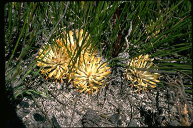 APII jpeg image of Petrophile prostrata  © contact APII