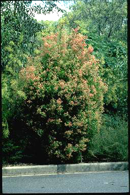 APII jpeg image of Ceratopetalum gummiferum  © contact APII