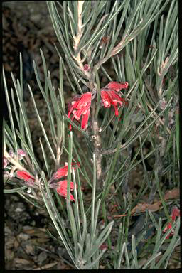 APII jpeg image of Grevillea pityophylla  © contact APII