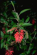 Grevillea rhyolitica subsp. rhyolitica - click for larger imag