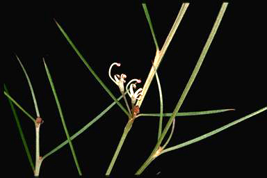 APII jpeg image of Grevillea wiradjuri  © contact APII