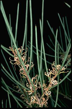 APII jpeg image of Hakea cycloptera  © contact APII