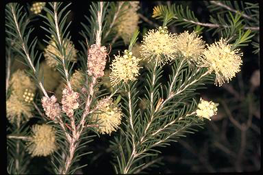 APII jpeg image of Melaleuca ericifolia  © contact APII