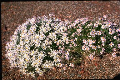 APII jpeg image of Minuria leptophylla  © contact APII