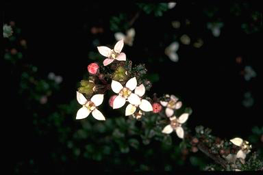 APII jpeg image of Zieria adenophora  © contact APII
