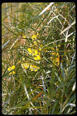 APII jpeg image of Acacia iteaphylla 'Parsons Cascade'  © contact APII