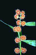 Acacia leprosa 'Scarlet Blaze' - click for larger image