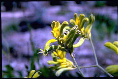 APII jpeg image of Anigozanthos pulcherrimus 'Bush Dawn'  © contact APII