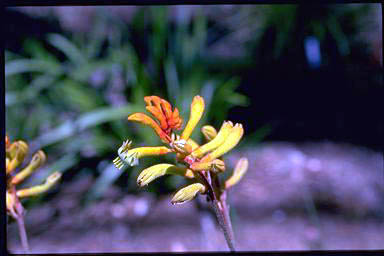 APII jpeg image of Anigozanthos 'Bush Sunset'  © contact APII