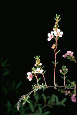 APII jpeg image of Astartea 'Winter Pink'  © contact APII