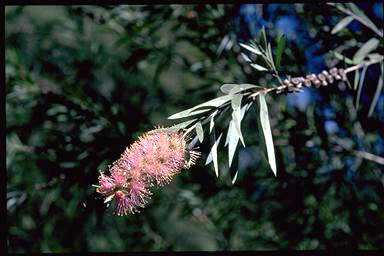 APII jpeg image of Callistemon 'Baroondah Station'  © contact APII