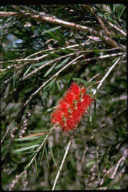 APII jpeg image of Callistemon 'Dawson River Weeper'  © contact APII