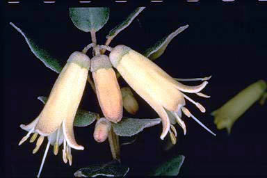 APII jpeg image of Correa backhousiana var. coriacea 'Eucla Gold'  © contact APII