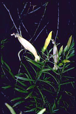 APII jpeg image of Eremophila maculata 'Aurea'  © contact APII