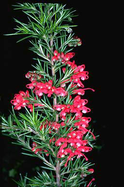 APII jpeg image of Grevillea 'Clearview David'  © contact APII