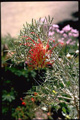 APII jpeg image of Grevillea 'Flame 'n Beauty'  © contact APII