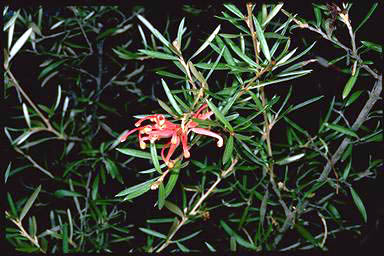 APII jpeg image of Grevillea 'Golden Sparkle'  © contact APII