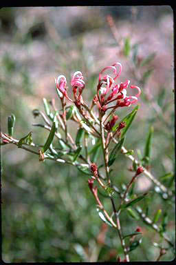 APII jpeg image of Grevillea 'Lyn Parry'  © contact APII