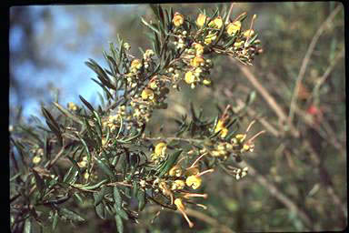 APII jpeg image of Grevillea 'Pendant Clusters'  © contact APII