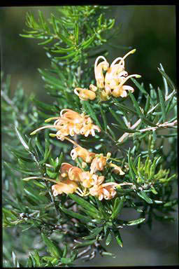 APII jpeg image of Grevillea 'Poorinda Belinda'  © contact APII