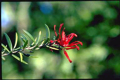 APII jpeg image of Grevillea 'Waverley Ghost'  © contact APII