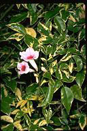 Pandorea jasminoides 'Charisma'