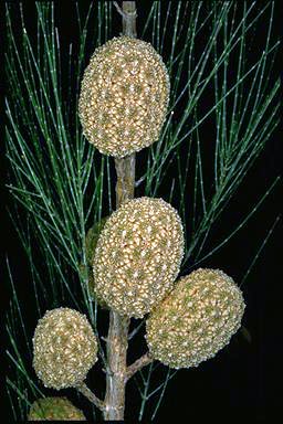 APII jpeg image of Allocasuarina torulosa  © contact APII